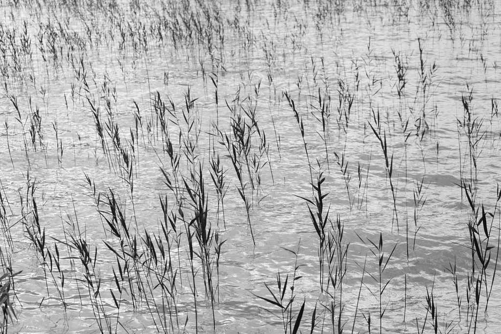 Thin reeds